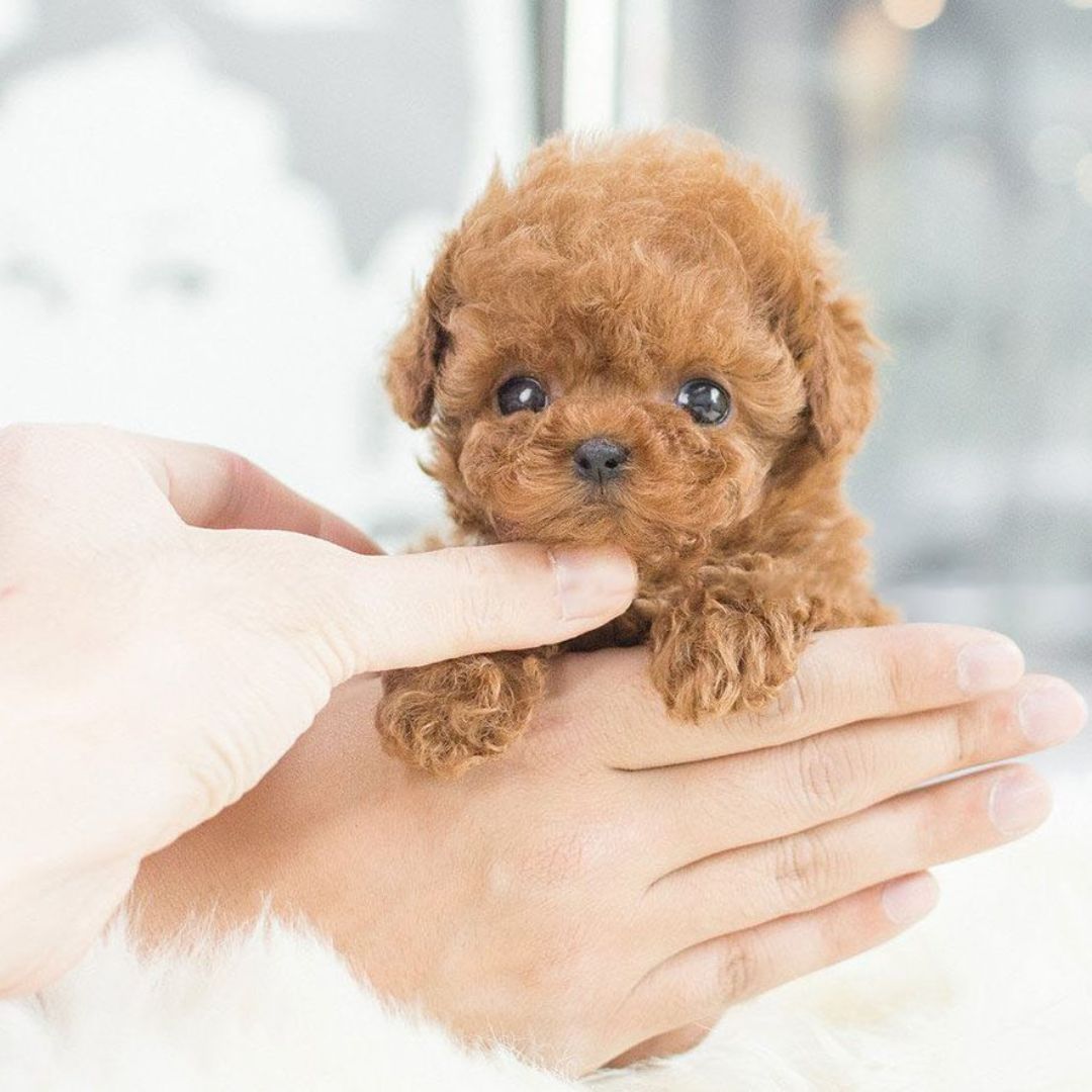 Children's Interactive Robotic Puppy for Lifelike Companionship