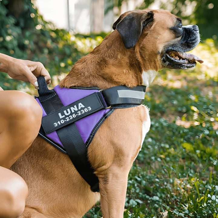 Personalizable Dog Harness – Reflective and Supportive Design