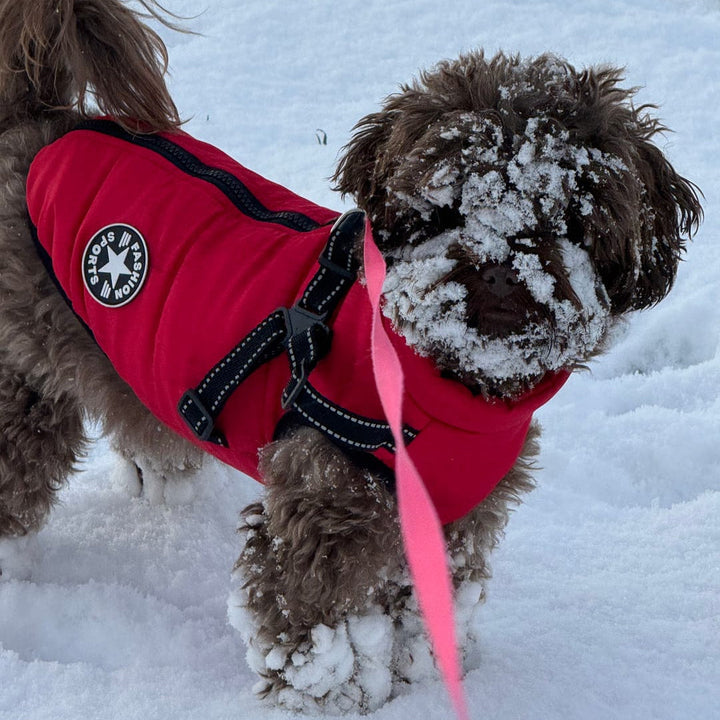Winter Dog Coat with Built-In Harness, Padded and Lined