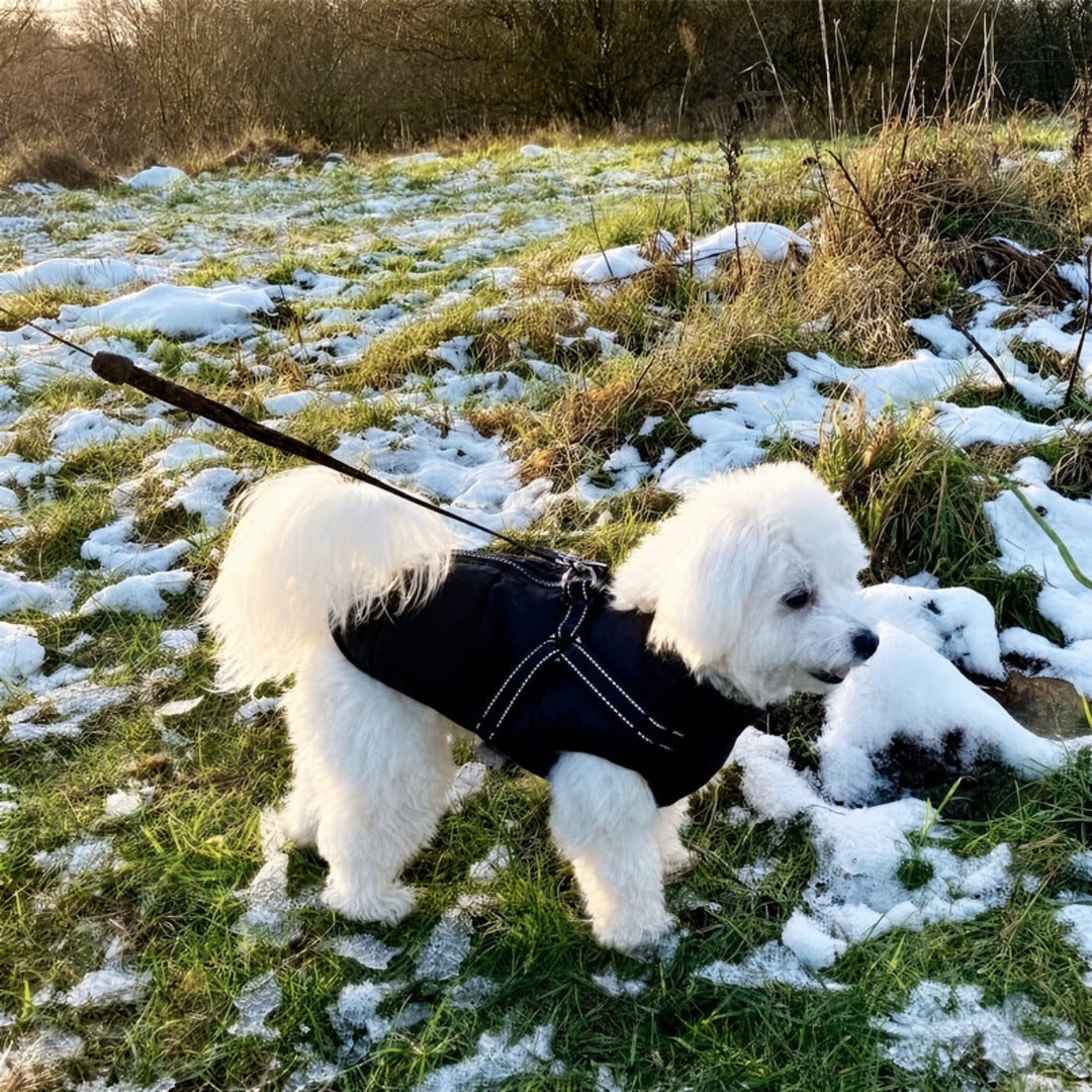 Winter Dog Coat with Built-In Harness, Padded and Lined